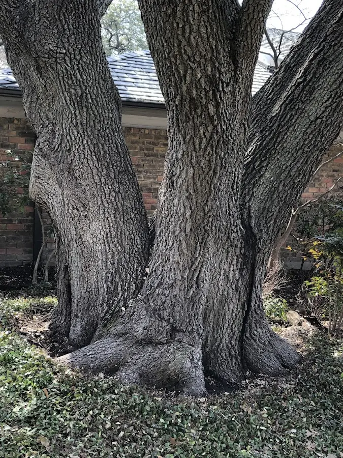 Mature heritage tree close to a South Egremont property cared for by certified arborists
